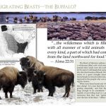 92 Buffalo gallery image