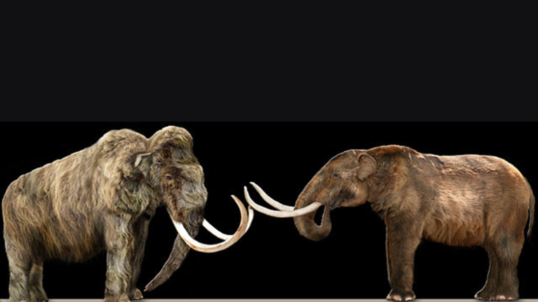 Elephants, Cureloms, & Cumoms (Mammoths?) in North America