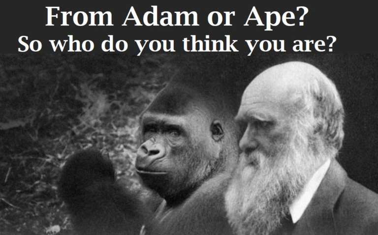 Evolution at BYU