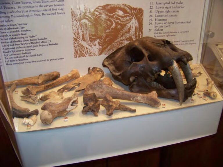 SABERTOOTH CAT 7500 BC in NASHVILLE – HUMAN BONES same grave 1800 BC-33 AD