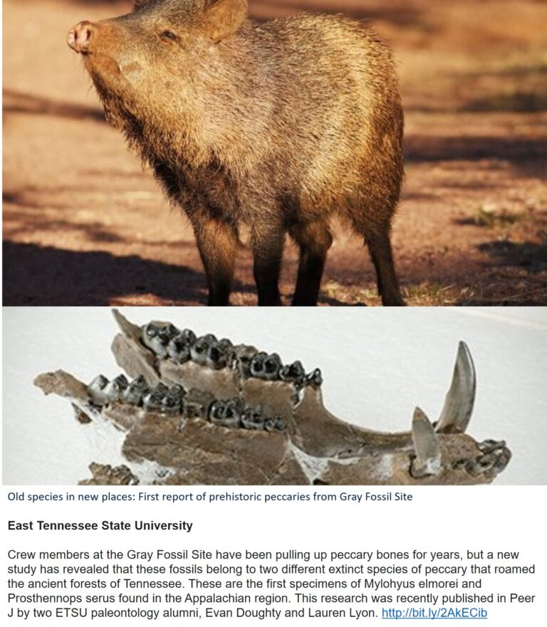Peccaries & Swine in the Heartland- not Mesoamerica