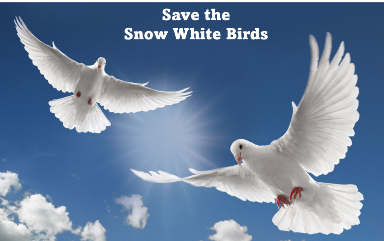 Snow White Birds