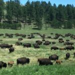 bison1