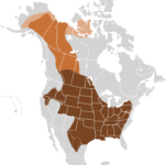 bison2