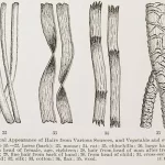 linen microscopical-appearance-of-various-vegetable-fibers